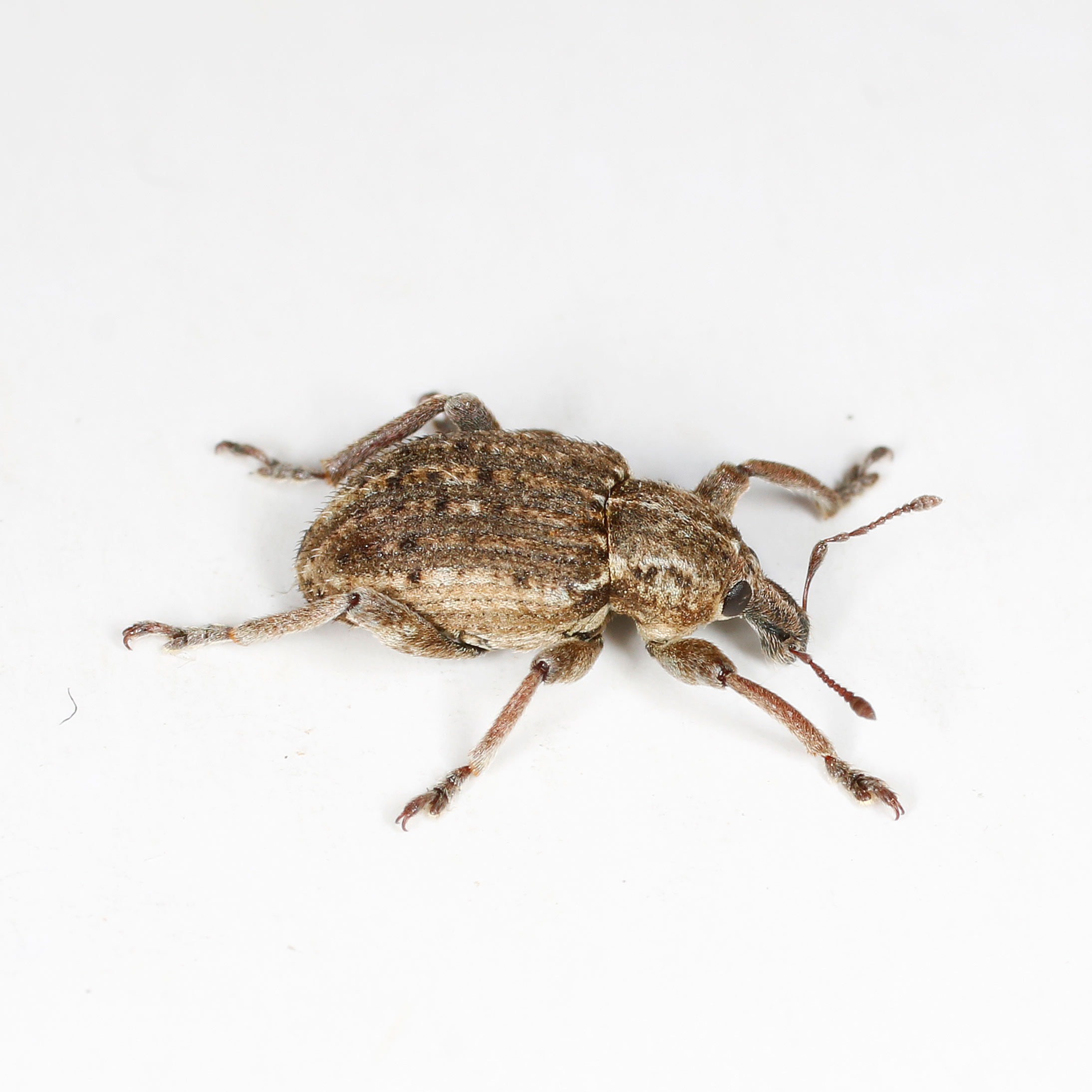 Curculionidae: Donus zoilus?